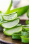 Az aloe vera levelében található zselészerű anyagot gyakran használnak bőrproblémák kezelésére, ugyanakkor belsőleg hatásos hashajtóként is működik. A növényi rostok elősegítik az emésztést és segítenek a béltisztításban.
