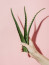 Aloe&nbsp;vera: Aloe vera növények segíthetnek a levegő páratartalmának növelésében, ami fontos az alvás kényelméhez.
