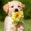 Itt a Valentin-nap, szóval biztosan sokan vettek virágot a kedvesüknek. A liliom gyönyörű, de mérgező a kutyák számára, emésztőrendszeri problémákat, hányást, hasmenés, hasfájást okoz – hívja fel a figyelmet kutyabarathelyek.hu.
