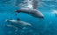 A grindadrápnak nevezett feröeri hagyomány során hajók segítségével a part közelében lévő sekély vízhez terelik a delfineket, majd elzárnak minden menekülési útvonalat, a halászok pedig kések segítségével gyilkolják le az állatokat.
