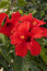 2. Hibiszkusz

A hibiszkusz virágainak színe változatos; a fehér, sárga, rózsaszín és piros hibiszkuszok trópusi és szubtrópusi környezetben egyaránt megtalálhatók, és mind díszítésre, mind gyógyászati és konyhai célokra használják őket.
