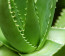 Most az aloe vera jó híre került veszélybe, ugyanis e népszerű növény is a WHO listájára került - számolt be róla a nosalty.hu.
