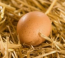 A pulykatojások íze hasonló a csirke tojásokéhoz, de sokan azt mondják, hogy a krémességben érezhető a különbség.
