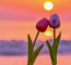 A Lidl akciói május másodikán élesednek, vagyis onnantól lesznek elérhetőek kedvező áron ezek a termékek. Aki tulipán, vagy rózsacsokrot venne, az 999 forintért beszerezheti az áruházban. A tulipáncsokorban 9, míg a rózsában 13 szál virágot találhatunk.
