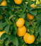 A citromsav erős tisztító hatású, így a konyhai eszközök és felületek tisztítására is használhatjuk.
