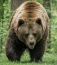 Most nem olyan rég a Budapesthez igencsak közeli Aszód környékén találtak medvenyomokat – számolt be róla a Bors. Ki is helyezték a táblákat, hogy medveveszély van. A mezőőr is megerősítette, hogy egy barnamedvéről van szó.
