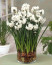 Nárcisz (Paperwhites)

A Paperwhites egy fehér virágos növény, amely hagymákból nő. Jól megállják a helyüket szobanövényként, és nincs szükségük sok fényre a virágzáshoz, de ne feledjük, hogy mérgezőek a háziállatok számára, és akár halálosak is lehetnek, különösen, ha a hagymát lenyelik. Tartsuk a gyökereiket nedvesen akár talajban, akár vázában, és körülbelül két hétig virágoznak.
