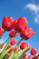 Piros tulipán

Nem csak a rózsa, a piros tulipán egy tökéletes kifejezőeszköze a szerelmünknek, szeretetünknek. &nbsp;
