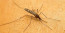 A CDC szerint az összes maláriás beteg kezelés alatt áll, és mindegyikük állapota javul. Az Egyesült Államokban utoljára 2003-ban fordult elő helyi megbetegedés, amikor nyolc ember betegedett meg a floridai Palm Beach megyében. A CDC szerint még az új esetek ellenére is "rendkívül alacsony" a malária elkapásának kockázata az Egyesült Államokban. A CDC szerint a nyári utazási szezon miatt több ember hozhatja vissza a betegséget az Egyesült Államokba. Arra&nbsp;ösztönzik az embereket, hogy utazás közben és otthon is használjanak rovarirtót, különösen a melegebb nyári hónapokban.
