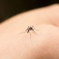 Küzdjünk a szúnyogcsípések ellen

Mivel hamarosan itt van a jó idő, ez egyet jelent azzal, hogy támadásba lendülnek a szúnyogok is. Ha megcsípnek minket, akkor egy nedves szappannal kenjük be a viszkető felületet.
