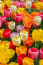 Sok más virággal ellentétben, ahol a méreg főleg a hagymában található, a tulipán esetében a virág minden részében jelen van, például a szárban, a levelekben és magában a virágban is. Ha a kutya megeszi, az olyan tünetekhez vezethet, mint a hasmenés, a fokozott nyálfolyás és a depresszió.
