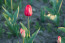 Frissítsük a tápanyagot

Ahhoz, hogy egészséges és gyönyörű tulipánokat neveljünk, tavasszal is folytassuk gondoskodásukat. Amikor a hajtások már 3-4 centiméteresek, adjunk nekik alacsony nitrogéntartalmú trágyát vagy tápoldatot a megfelelő fejlődés érdekében
