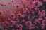 A paramyxovírusok közül a marhavészt azonosították először 1902-ben: ez a járványos megbetegedés elsősorban a szarvasmarhákat, a vízibivalyt és még néhány vadonélő állatfajt érintett, és a legpusztítóbb állatbetegségek egyike volt, amit végül 2011-ben teljesen felszámoltak. Ám annak ellenére, hogy a tudósok több mint egy évszázada ismerik a paramyxovírusokat, még mindig nem értik pontosan, hogy hogyan keletkeznek ezekből a vírusokból egészen új fajok, amik megfertőzik az embereket is.
