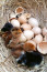 A Bristoli Egyetem a vizsgálata során 51 fosszilis és 29 élő fajt vizsgált meg, melyek közül voltak, akik kemény vagy lágy héjú tojásokat tojtak, de voltak olyanok is, akik elevenszüléssel szaporodtak. Véleményük szerint a kemény héjú tojás az evolúció egyik legnagyobb csodája és fejlődése, a tojást tojó fajok pedig minden bizonnyal olyan ősökből fejlődtek ki, akik élő kicsinyeket hoztak a világra - érdekesség még, hogy a szakemberek úgy gondolják, ezek a fajok képesek voltak váltani a két szaporodási módszer között.
