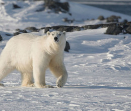 Szívszorító tragédia: jegesmedve ölt meg egy nőt és egy kisfiút Alaszkában