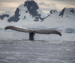 A csodálatos természet: ugyanazt a sérült bálnát fotózták 35 év különbséggel