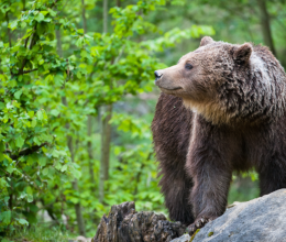 Óriási barnamedvét kaptak lencsevégre a Bükkben, már hónapok óta portyázhat a magyar hegységben - Fotók
