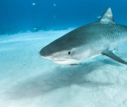 Horror a köbön: hátborzongató küllemű cápát fedeztek fel, és az eredete is homályba vész - Fotó