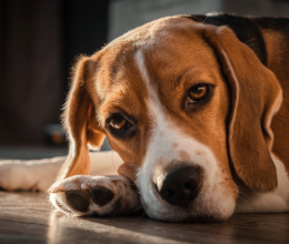 Ez az 5 hétköznapinak tűnő, mégis súlyos tünet jelzi, hogy a kutyád depressziós: Figyelj a jelekre és fordulj vele orvoshoz!