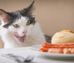 Veszélyes és mérgező mind: ezt az 5 ételt soha ne add a macskádnak – Tilos ennie belőlük!