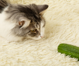 Miért félnek a macskák az uborkától? 8 meglepő válasz a legőrültebb Google keresésekre