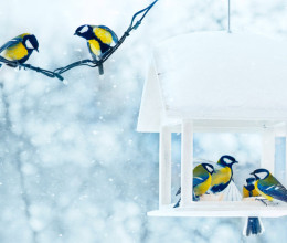 Pénztárcabarát madáretetők 5 perc alatt - kedves kis vendégeket csalogathatsz velük a kertedbe