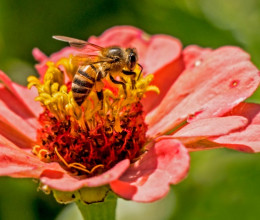 Megtalálod a méhet a virágos mezőn? Akinek nincs legalább 140-es IQ-ja, az sosem jut el a megfejtésig 