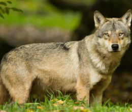 Ez lehet a svájci farkast kilövő vadász büntetése: Súlyos következményekkel kell számolnia