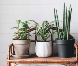 Hasznos tippek: így tarthatod életben a szobanövényeidet, míg nyaralni vagy