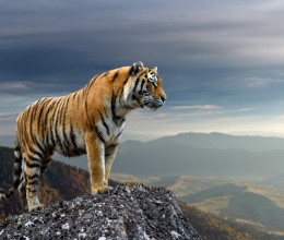 Csak a legintelligensebbek jönnek rá, melyik tigrisnek nincs párja a képen: 140-es IQ alatt senkinek nem jön össze - neked sikerülni fog?
