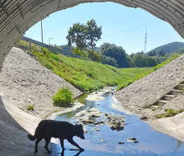 A te kutyád hozhat döntést? Ezért lesz jó, ha hagyod neki