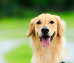 Golden retriever és dalmata a szülők: ezek a kutyusok születtek a különös szerelemből - Fotók