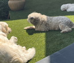 Kautzky Armand három kutyája új játszóterepet kapott - csodálatos lett a színész udvara