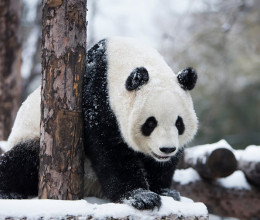Megtalálod a pandát a hóemberek között? Csak a született géniuszoknak sikerül: 140-es IQ alatt mindenki kudarcot vall vele