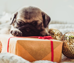 "Ez az ajándék nem hagy aludni" - súlyos következményekre figyelmeztet az állatorvos a kisállatok ajándékozásáról - Interjú