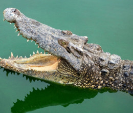 Megdöbbentő, miért dobta a krokodilok elé a kisfiát egy anya