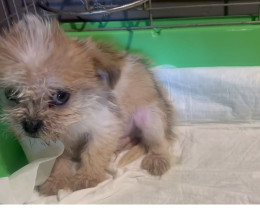 Brutálisan bántalmaztak a tinik egy kiskutyát Magyarországon, az állatvédők alig tudták megmenteni