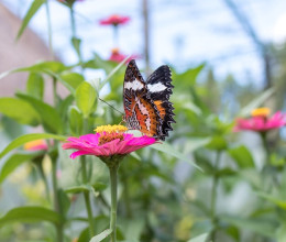 Ezeket a növényeket ültesd, ha magadhoz akarod csalogatni a pillangókat: csodát művelnek majd a kerteddel