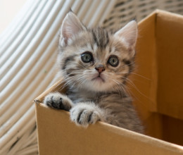 Azt hitte az állatvédő, hogy egy macskát hoztak a dobozban: amikor kinyitotta, leesett az álla - Videó