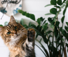 Így tartsd távol a macskát a szobanövényektől: filléres, mégis hasznos módszer, amivel megvédheted a lakás zöldjeit