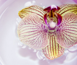Így tudod a halála után virágzásra bírni az orchideát