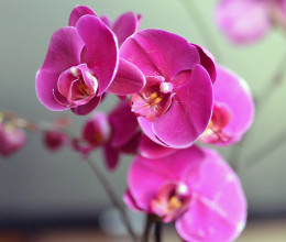 Csináld ezt az orchideáddal és nagyon sokáig fog virágozni, így a lakásod éke lesz