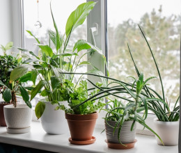 Soha ne tedd a szobanövényeidet az ablakpárkányba: ez a legrosszabb hely számukra, akár végleg el is pusztulhatnak, ha ott tartod őket