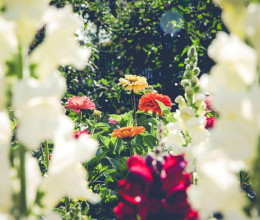 Aki a virágot szereti, avagy a kertészkedés egészségügyi hatásai