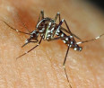 Öt olcsó trükk a szúnyogok ellen kintre és bentre, ami tényleg hatásos
