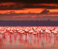 Megtalálod a szívet a flamingók között? 135-ös IQ alatt mindenki csalódottan adja fel