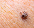 Nem csak a Lyme-kór leselkedik ránk: 7 súlyos betegség, amit a kullancsok terjesztenek