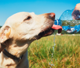 5 dolog, amit semmiképp se tegyél a kutyáddal ezeken a forró napokon: némelyik végzetes is lehet négylábú barátodnak