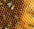 Méhek támadtak meg két férfit – egyikük belehalt 