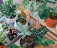 Mérgező szobanövények, amikkel érdemes vigyázni a lakásban